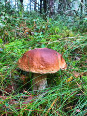 Mushrooms growing in a natural environment - moss and grass in a pine forest on a rainy autumn day