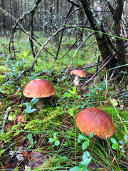 Mushrooms growing in a natural environment - moss and grass in a pine forest on a rainy autumn day