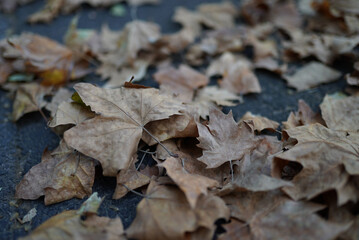 Selective closeup of fallen maple leaves on the ground