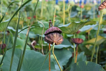 한국의연꽃입니다