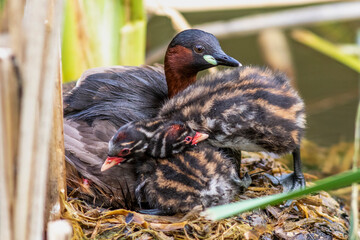Zwergtaucher (Tachybaptus ruficollis) mit Jungen auf dem Nest