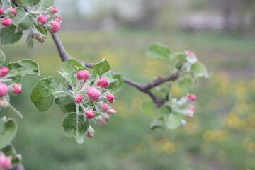blooming tree in spring