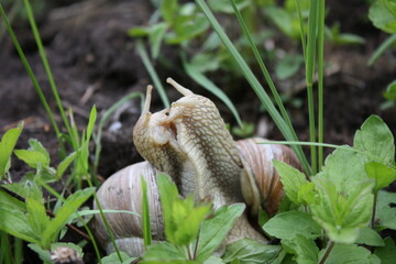 snails kissing in the grass 