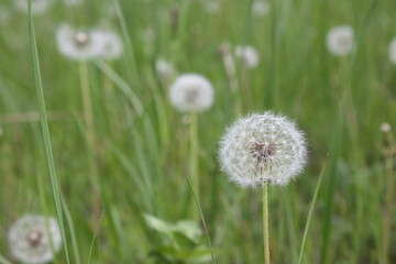 dandelion on grass