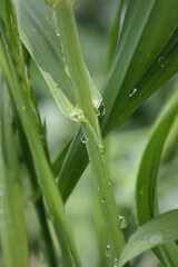 dew on a grass