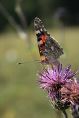 butterfly on a flower