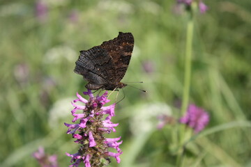 butterfly on a flower