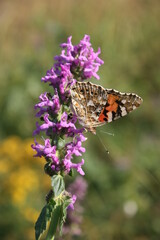butterfly on a flower