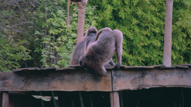 travelling singe qui descend du toit d'une cabane
