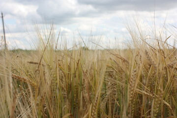 Obraz premium field of wheat