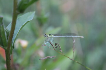 dragonfly on a branch