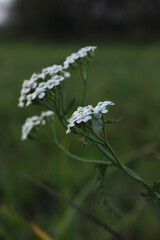 white flowers in the wind