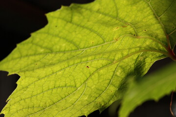close up of a leaf