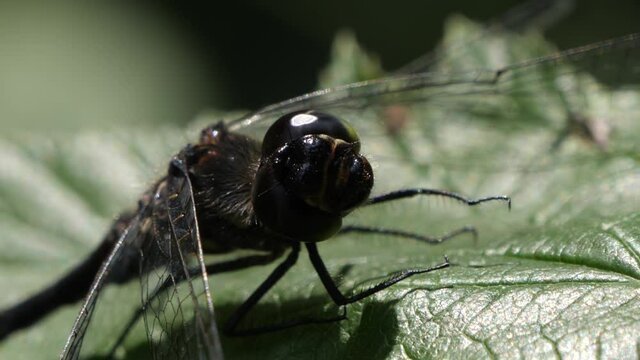 Extreme close-up black Dragonfly looking around for predators on a green leaf.