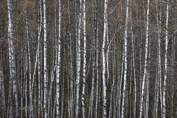 background of birch trunks