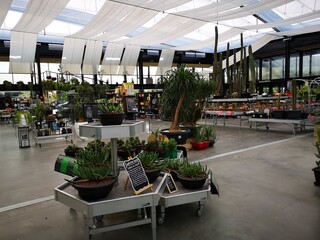 Cactus nursery indoors in Madrid area