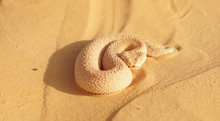 Fototapeta na wymiar Saharan horned viper in desert landscape with dunes in the Sahara Desert near Douz, Tunisia.