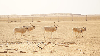 Gazelles in desert landscape with dunes in the Sahara Desert near Douz, Tunisia.