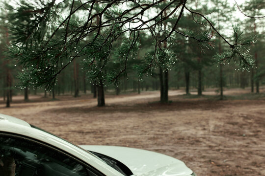 Horizontal image of wet spruce twigs hanging above white car trunk. Rainy forest landscape view. Tire tracks on touristic path to camping spot. Traveling, hiking. Beauty of nature. Car trip