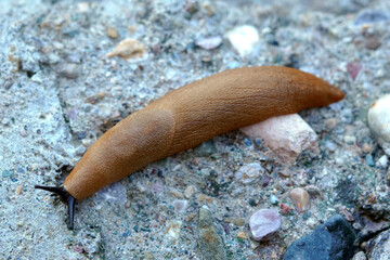 slug