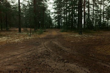 Hiking in forest. Brown wide sandy road to camping area with tire tracks, popular touristic route,...
