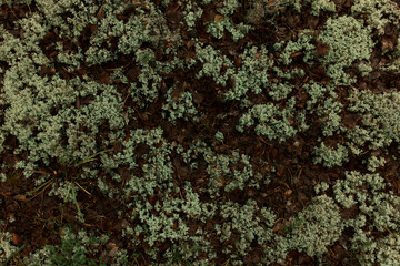 Picture of lichen growing in coniferous forest. Wallpaper of wild nature and rugged landscape. Plants of National Parks. Lawn overgrown with nothern vegetation. Far away from people and hi-tech