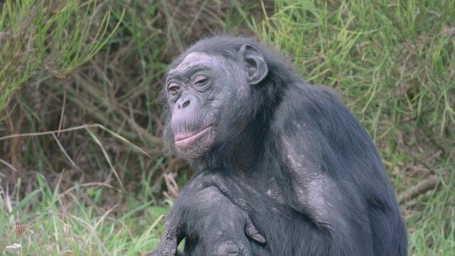 grand m&egrave;re singe, bonobo, chimpaz&eacute;