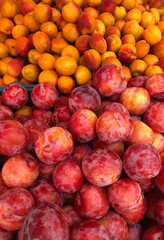 Piles of fresh plums and apricots at the farmers market