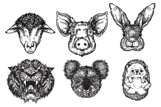 Sheep, pigs, rabbits, tigers, koalas, hedgehogs  hand drawing and sketch black and white