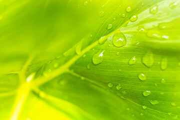 Macro closeup of Beautiful fresh green leaf with drop of water in morning sunlight nature background.