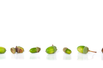 Line of oak with green and brown acorns, glossy background