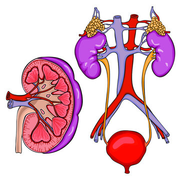 The Human Kidneys. Urinary System. Medical Science Internal Organ Anatomy.  Renal Pelvis, Ureters, Bladder and Urethra. Blood Supply. Image on a White Background.