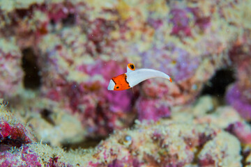 沖縄　海　イロブダイ　幼魚