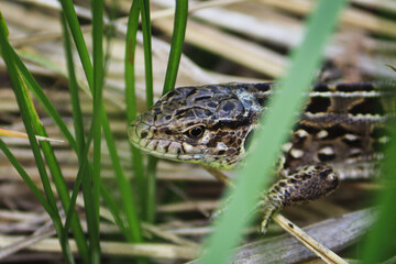 lizard in the grass