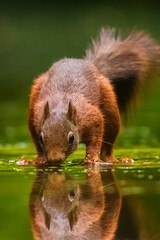 Eurasian red squirrel, Sciurus vulgaris, reflection forest wildlife in water, portrait