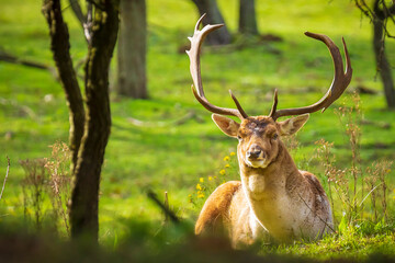 Fallow deer stag Dama Dama in a forest