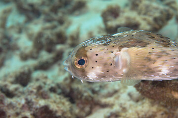 沖縄　ハリセンボン　海　魚