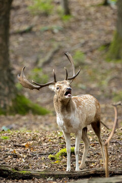 Fallow deer stag rut during Autumn season. © Sander Meertins