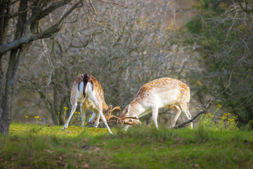 Two Fallow deer stags, dama dama, fighting in rutting season
