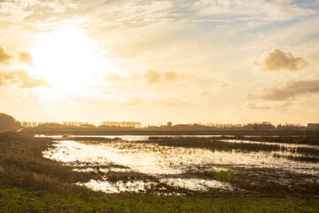 Planting young trees to grow a new forest