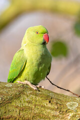 Rose-ringed parakeet, Psittacula krameri, looking out of a tree hole