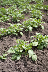 Obraz premium Green young potato plants (Solanum tuberosum) in row growing in garden on brown soil. Close up. Organic farming, healthy food, BIO viands, back to nature concept.