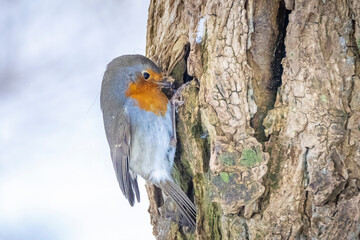 European robin bird Erithacus rubecula foraging in snow, cold Winter setting.