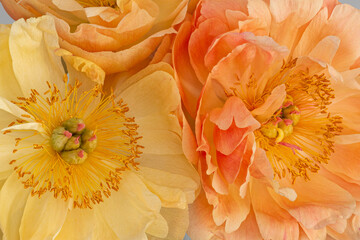 Isolated pastel orange yellow young peony blossom pair heart macro in vintage painting style