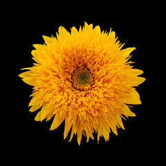 single isolated yellow orange sunflower Teddy Bear, blossom macro on black background,  fine art...