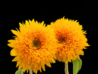 pair of yellow orange sunflower Teddy Bear macro on black background,  fine art still life blossom...