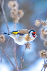 Naklejka premium European goldfinch bird, Carduelis carduelis, perched eating seeds in snow during Winter season