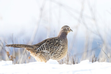 Female Pheasant Phasianus colchicus scavenging in a forest perched in snow during Winter season