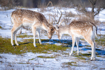 Fallow deer stag Dama Dama foraging in Winter forest snow