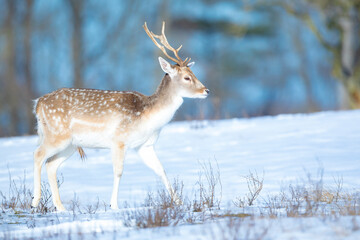 Fallow deer stag Dama Dama foraging in Winter forest snow